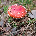 Ermelosche Heide 埃尔默洛