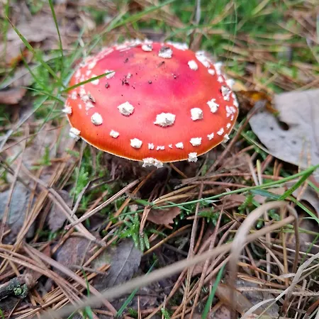 Ermelosche Heide 埃尔默洛