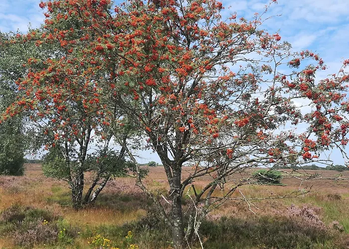Nocleg ze śniadaniem Ermelosche Heide