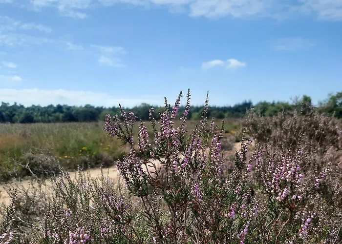 Ermelosche Heide Nocleg ze śniadaniem Ermelo
