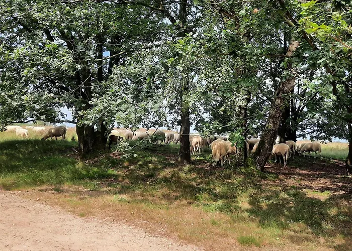 Nocleg ze śniadaniem Ermelosche Heide Ermelo