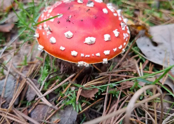 Ermelosche Heide Ermelo