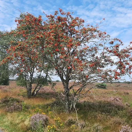 Panzió Ermelosche Heide